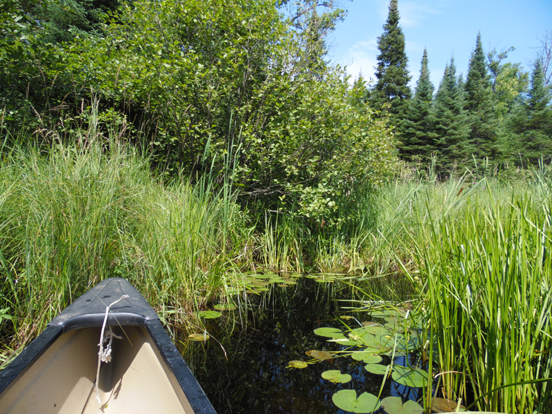 Sedative Creek in the BWCA Spider Lake PMA
